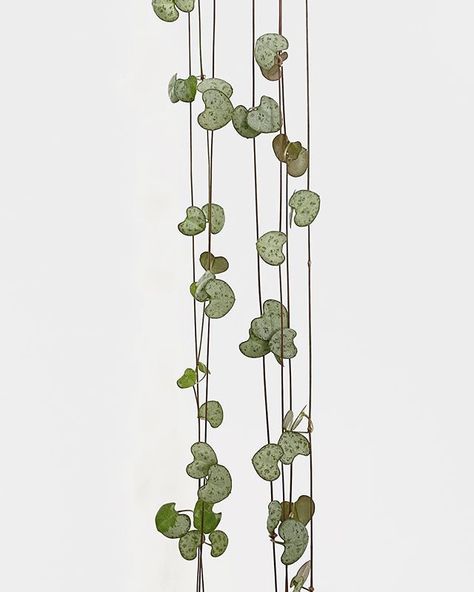 Love staring at these little dainty hearts! #stringsofhearts #rosaryvine #hangingplants #trailingplants #beautifulhangingplants #bestindoorplants Plant Meanings, Botanisches Tattoo, String Of Hearts Plant, Ceropegia Woodii, Hearts Tattoo, String Of Hearts, Plant Journal, Best Indoor Plants, Fertilizer For Plants