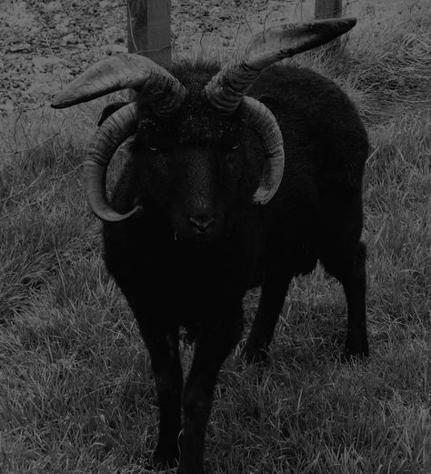 Goat Aesthetic, Dark Tumblr, Demon Aesthetic, Black Phillip, Goat Skull, Doom Metal, Arte 8 Bits, Southern Gothic, Cute Creatures