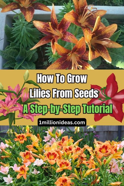 How To Grow Lilies From Seeds: A Step-by-Step Tutorial Growing Lillies, Tree Lily, Growing Lilies, Lily Seeds, Gardens Ideas, Asiatic Lilies, Day Lilies, Flowering Shrubs, Growing Tree