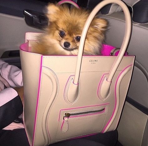 Val Core, Spitz Pomeranian, Small Puppy, Dog Mommy, Designer Dogs, Slay Queen, Cute Pomeranian, Happy Puppy, Puppy Care