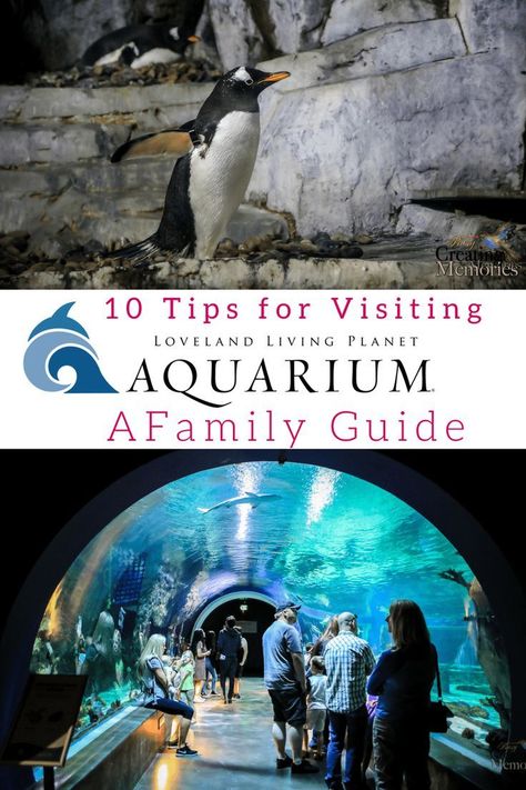 Before you take your kids to the aquarium this summer, check out this Family Guide with the top 10 tips for visiting the aquarium. #AD  One of Utah's most popular attractions, Loveland Living Planet Aquarium offers hours of entertainment and hands-on lear Toronto Attractions, Ripleys Aquarium Toronto, Toronto Aquarium, Canadian Lifestyle, Ontario Travel, Toronto Travel, Canadian Travel, Travel Canada, The Aquarium