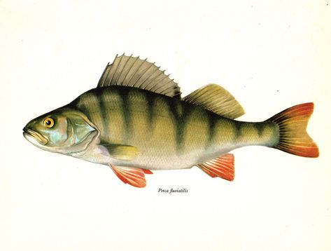 Perch fish UK canals Fishing Lodge Decor, Perch Fish, Fishing Wall Art, Fish Gallery, Perch Fishing, Fishing Art, Horse Art Print, Fish Wall Art, Ocean Decor