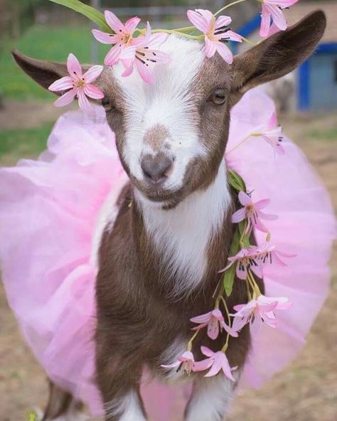 Goat Matching Pfp, Funny Goat Pictures, Goat Picture, Raising Farm Animals, Goats Funny, Cute Ponies, Cute Goats, Nostalgic Art, A Goat