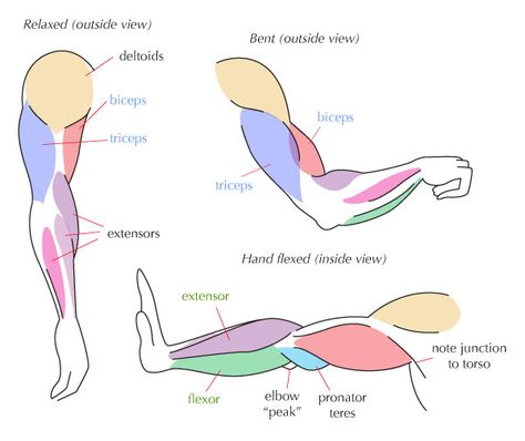 This website has great, simple diagrams that breakdown of the torso, arms, and legs. Including an incredibly helpful section on how certain muscles work in pairs and effect each others' pull. Arm Structure, Arm Muscle Diagram, Upper Body Muscles, Arm Muscle, Arm Muscles Anatomy, How To Draw Muscles, Muscle Diagram, Arm Anatomy, Leg Anatomy