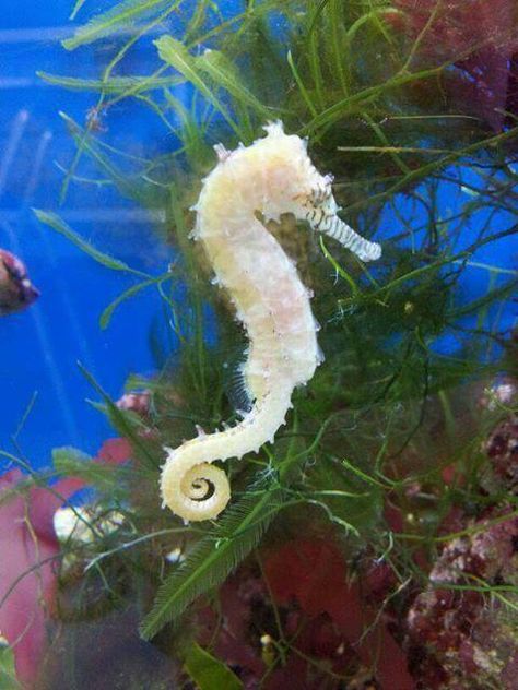 Albinos Seahorse Facts, See Horse, Sea Dragons, Tattoo Nature, Animals Tattoo, Nano Aquarium, Sea Horses, Albino Animals, Graphisches Design