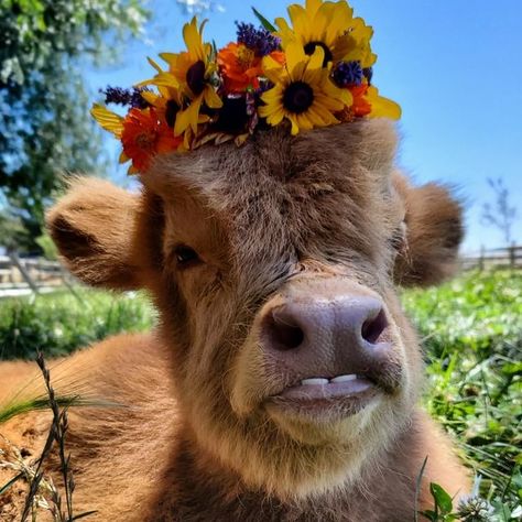 Farm Calendar, Cow With Flower Crown, Animals With Flowers, Make A Flower Crown, Rise Tmnt, Fluffy Cow, Cow Wallpaper, Cow Photos, Fluffy Cows