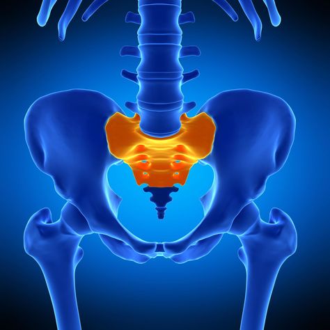 Sacrum, illustration Sacrum Anatomy, Anatomy Bones, Basic Anatomy And Physiology, Human Body Anatomy, Body Anatomy, Yoga Is, Anatomy And Physiology, How To Introduce Yourself, At Home Workouts