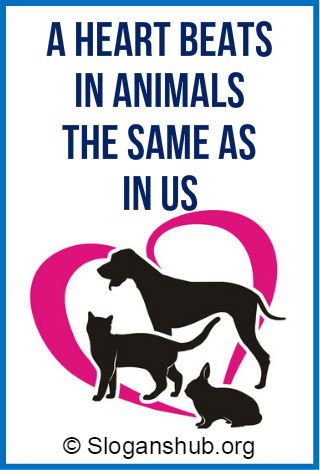 In our previous post about save animal slogans, we presented slogans that can be used to educate the public to save animals instead of killing or teasing them. In this post, we are going to share with you a list of 31+ animal care slogans and sayings. These slogans can be used to... Poster On Save Animals, Friendship Slogans, Animal Conservation Poster, Save Wildlife Slogans, Save The Tiger Slogan, Animal Abusing Poster, Zoo Project, Slogan Quote, Save Wildlife