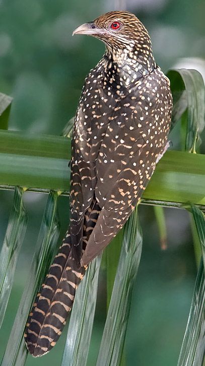 Asian female koel - Wikiwand Koel Bird, Asian Koel, Bird Watcher, Exotic Birds, Bird Pictures, All Birds, South Asia, Pretty Birds, Colorful Birds