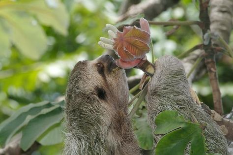 Sloth Eating, Three Toed Sloth, Cute Sloth, Sloth, Animals And Pets, Coming Soon, Cute Animals, Fruit, Animals