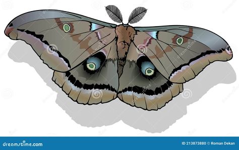 Polyphemus Moth, Colorful Butterfly, Editorial Illustration, Colorful Butterflies, Moth, White Background, Stock Vector, Vector Free, Vector Illustration