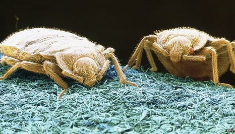 Close up of some bed bugs, commonly found in hotels. Insect Images, Bed Bug Trap, Bees And Wasps, Bug Control, Bed Bug, Dog Feeder, Home Defense, Humming Bird Feeders, Bed Bugs