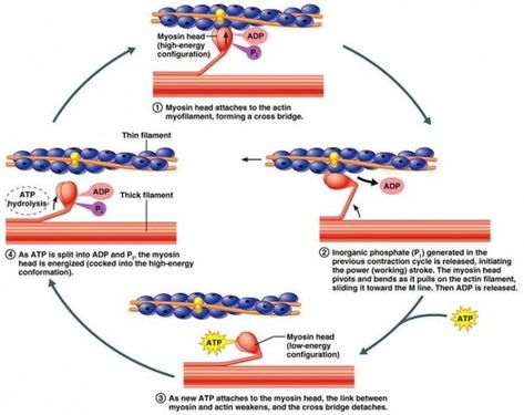 Physiology of Skeletal Muscle Contraction Sliding Filament Theory, Anatomy Bones, Exercise Physiology, Musculoskeletal System, Human Body Anatomy, Muscular System, Muscle Anatomy, Human Anatomy And Physiology, Muscle Contraction