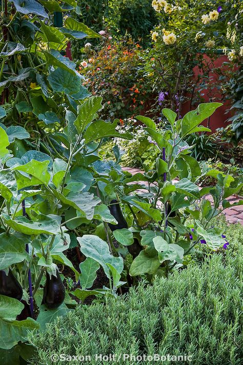 Eggplants growing behind rosemary hedge in Rosalind Creasy organic ornamental edible landscaping small space garden Rosemary Hedge, Small Space Garden, Garden Library, Space Garden, Edible Landscaping, Veg Garden, Front Yard Garden, Small Space Gardening, Dream Garden