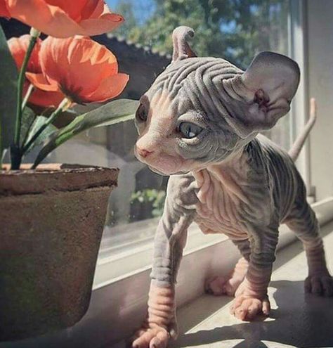 Gato Sphynx, Cute Hairless Cat, Katt Grejer, Hairless Cat, Haiwan Peliharaan, Sphynx Cat, Sphynx, Cute Creatures, Cute Kittens