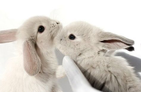 bunnies    #cute Baby Bunnies, Cute Creatures, Sweet Animals, 귀여운 동물, Cute Bunny, Cuteness Overload, Animals Friends, The Farm