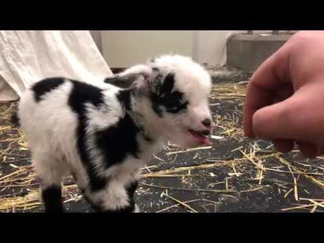 An adorable ten day old rescued baby goat who was spending some quality time with Dan McKinnon, co-founder and executive director of Barn Sanctuary in Goat Fencing, Goats Cute, Farm Life Aesthetic, Baby Goats Pygmy, Aesthetic Pets, Pygmy Goats, Farm Animal Paintings, Mini Goats, Cute Goat