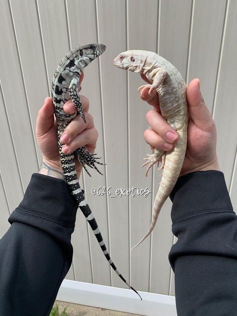 Future pair of Pure Blues Tegus #reptiles Tegu Lizard Pets, Reptile Rack, Tegu Lizard, Pet Reptiles, Blue Tongue Skink, Pet Lizards, Reptile Room, Reptile Habitat, Cute Reptiles