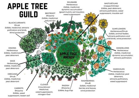 Permaculture Plant Guilds - Your Comprehensive Guide • New Life On A Homestead Plant Guilds, Food Forest Garden, Permaculture Garden, Permaculture Gardening, Crop Rotation, Attract Pollinators, Food Forest, Forest Garden, Rain Water Collection