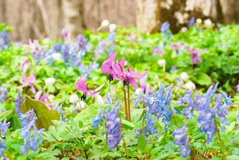 Reigning as supreme ground covers in the mid to late spring garden, Erythronium (Dog Tooth Violet) and Corydalis (Fumewort) intermingle to create a wonderful floral tapestry. Part shade lovers, they are perfect to underplant shrubs and roses or to brighten up woodland gardens. Extremely easy to re-create in no time. You have to try it! Flower Carpet, Ground Covers, Late Spring, Turquoise Flowers, Home Landscaping, Woodland Garden, Plant Combinations, Plant List, Pretty Flower