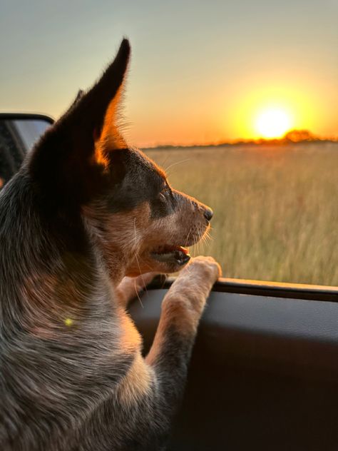 Blue Heeler Funny, Blue Heeler Aesthetic, Dog Moodboard, Red Heelers, Blue Heeler Puppies, Heeler Puppies, Red Heeler, With Mom, Blue Heeler