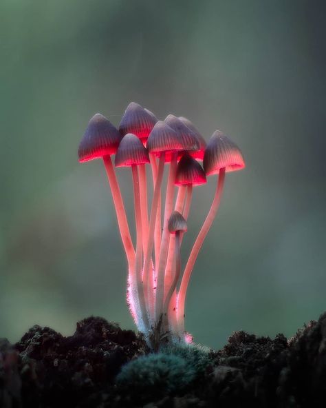 Iliya Delivichev on Instagram: “"cluster of the reds"” Cool Mushrooms, Fusion Characters, Mushroom Types, Mushroom Pictures, Plant Fungus, Skateboard Design, Realism Painting, Mushroom Fungi, Mushroom Decor