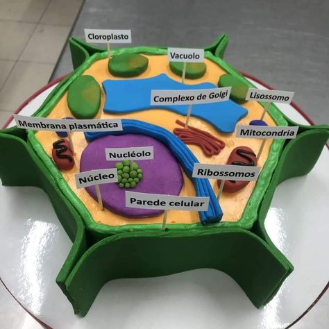 Plant Cell Project Ideas Models, Plant Cells Project Ideas, Plant Cell Project, Cell Model Project, Plant Cell Model, Science Exhibition Projects, Cell Project, Science Cells, Plant And Animal Cells