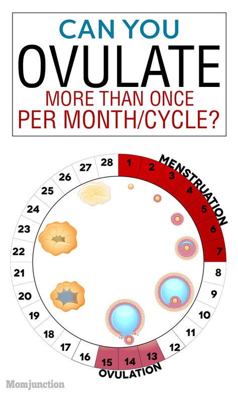 Can You Ovulate More Than Once A Month Or Cycle? : If you are actively planning to conceive soon, the topic of ovulation is probably on your mind 24/7 and with good reason! Your fertile phase is of vital significance in planning your pregnancy. Simply put, ovulation is the big ticket for the egg to interact with a viable sperm. #pregnancy #pregnancycare #pregnant Menstrual Facts, Ovulatory Cycle, Ovulation Symptoms, Egg Retrieval, Fertility Cycle, Pregnancy Preparation, Ovulation Cycle, Period Cycle, Getting Pregnant Tips