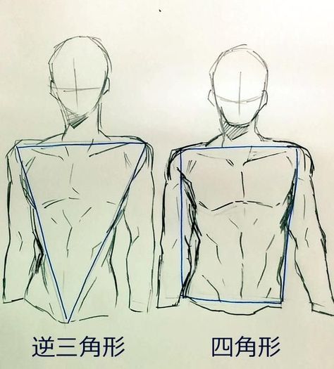 Body Drawing Tutorial, Anatomy Sketches, Body Reference Drawing, Body Anatomy, Anatomy Drawing, Body Drawing, Guy Drawing, Anatomy Reference, Anatomy Art