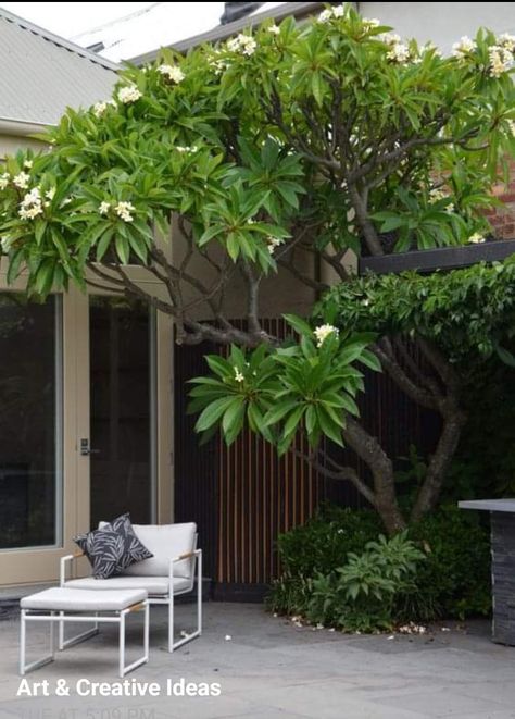 Plumeria Landscape, Plumeria Tree Landscape, Plumeria Landscaping Ideas, California Garden Design, Indoor Garden Decor, Corner Garden Ideas, Plumeria Tree, Tropical Landscape Design, Unique Garden Decor