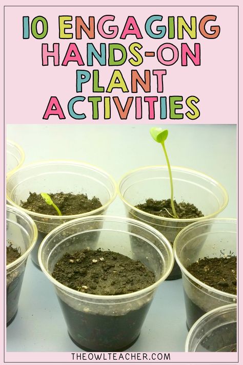 Next time you need hands-on plant activities, check out this post where I walk you through a variety of activities for teaching the needs of plants, the parts of plants and their functions, photosynthesis, a plant's life cycle, pollination, plant cells, chlorophyll, plant adaptations, and so much more! Click through to learn more! Plant Experiments First Grade, Plant Life Cycle 3rd Grade, Plant Lessons For First Grade, School Garden Club Activities, Ckla Kindergarten Plants, Plant Reproduction Activities, Planting Activities For Kindergarten, Botany Activities For Kids, Kids Planting Activities