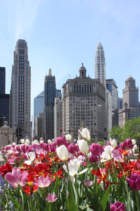 Chicago Skyline with Flowers. Chicago buildings with spring flowers in the foreg , #AFF, #Flowers, #Skyline, #Chicago, #buildings, #foreground #ad Chicago Spring, Man Vs Nature, Chicago Buildings, Chicago Girls, Chicago Aesthetic, Sky Art Painting, Chicago Photos, My Kind Of Town, Chicago Architecture