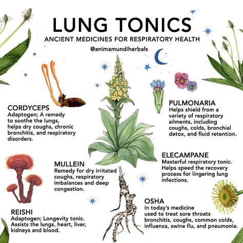 Top 10 Herbs for the Lungs  | Flodesk Herb Book, Crystal Girl, Medical Herbs, Magia Das Ervas, Magic Herbs, Magical Herbs, Herbal Apothecary, Natural Healing Remedies, Healing Plants