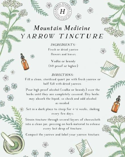 Yarrow and arnica tinctures and oils are great mountain medicine remedies to add to your first aid kit. Knowing how to use them is incredibly empowering! Herbal Recipes, Herbal Tinctures, Herbal Apothecary, Natural Healing Remedies, Herbal Healing, Herbal Magic, Herbs For Health, Healing Herbs, Natural Health Remedies