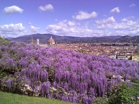 Wisteria in bloom at Villa Bardini photo contest| The Florentine Toscana Villa, Florence Fashion, Visit Florence, Arno River, Beyond The Sea, Italy Tuscany, Most Beautiful Images, Florence Tuscany, My Land