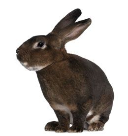 Popular for their velvety fur and gentle nature, Rex rabbits are now widely raised as pets. Go through this article for a brief overview about this particular rabbit breed. Rex Rabbits, Rabbit Facts, Rabbit Breeds, Bun Bun, Rex Rabbit, Bunny Lovers, Exotic Pets, Rabbits, Grey