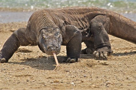 Majestic Komodo Dragon Dragon Facts, Macan Tutul, Baby Bearded Dragon, Deadly Animals, Monitor Lizard, Komodo Island, Komodo Dragon, Big Animals, Komodo