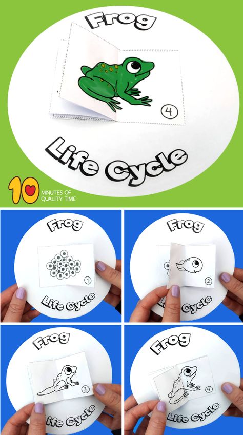 Frog Life Cycle Craft Frog Life Cycle Craft, Life Cycle Worksheet, Life Cycles Kindergarten, Life Cycle Of A Chicken, Butterfly Life Cycle Craft, Life Cycle Of A Frog, Frog Coloring, Frog Life Cycle, Life Cycle Craft