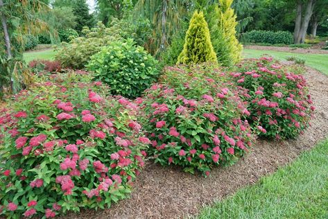 Spirea Double Play Doozie, Double Play Spirea, Double Play Doozie Spirea, Dogwood Bush, Foundation Plants, Spirea Shrub, Blooming Perennials, Deer Resistant Garden, Hydrangea Shrub