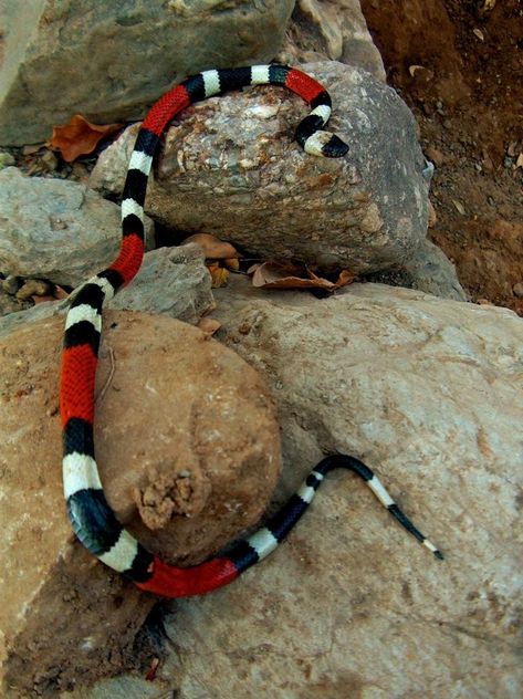 Balsas coral snake (Micrurus laticollaris) Eastern Coral Snake, Danger Noodles, Coral Snake, Snake Venom, Crocodiles, Small Island, Pacific Ocean, Snakes, Drawing Inspiration