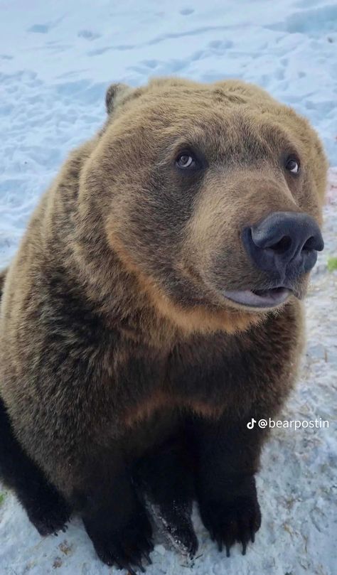 Bear Photo Reference, Bear Scratching Back, Grizzly Bear Aesthetic, Eat Yo Food B Damn, Funny Bear Pictures, Bear Silly, Silly Bears, Bear In Snow, Silly Bear