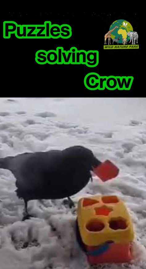 Puzzle solving crow Intelligent Smart Birds Nature Facts, Glass Of Water, Animal Facts, Puzzle Solving, Wild Nature, Viral Video, Crows, Amazing Nature, Animals Wild