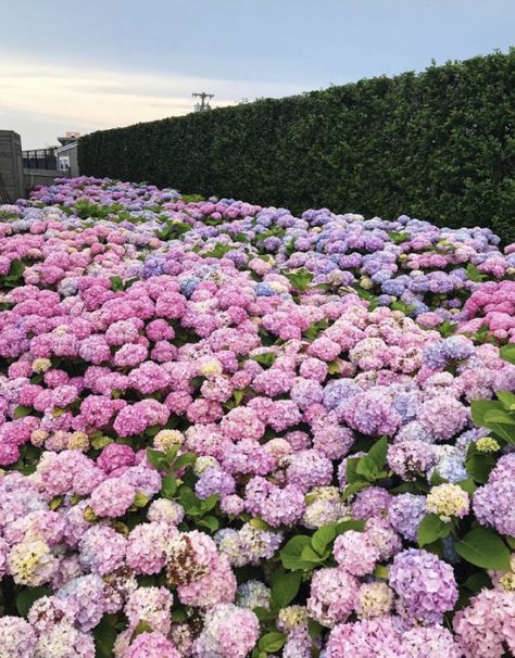 Hydrangea Field, Fall Aesthetic Pictures, Studera Motivation, Future Energy, Cozy Season, Flower Therapy, Beautiful Bouquet Of Flowers, Fall Activities, Fall Pictures