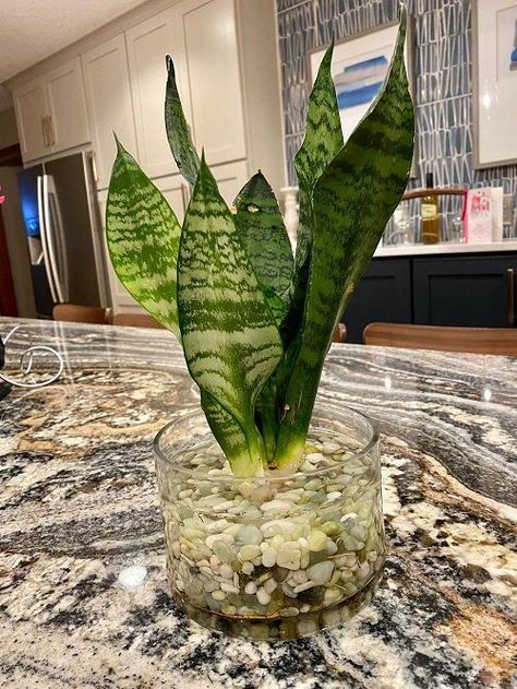 Shower Plant Ideas, House Plants In Water, Snake Plant In Water, Mother In Law Plant, Snake Plant Indoor, Plants Grown In Water, Plant In Glass, Plants In Jars, Snake Plant Care