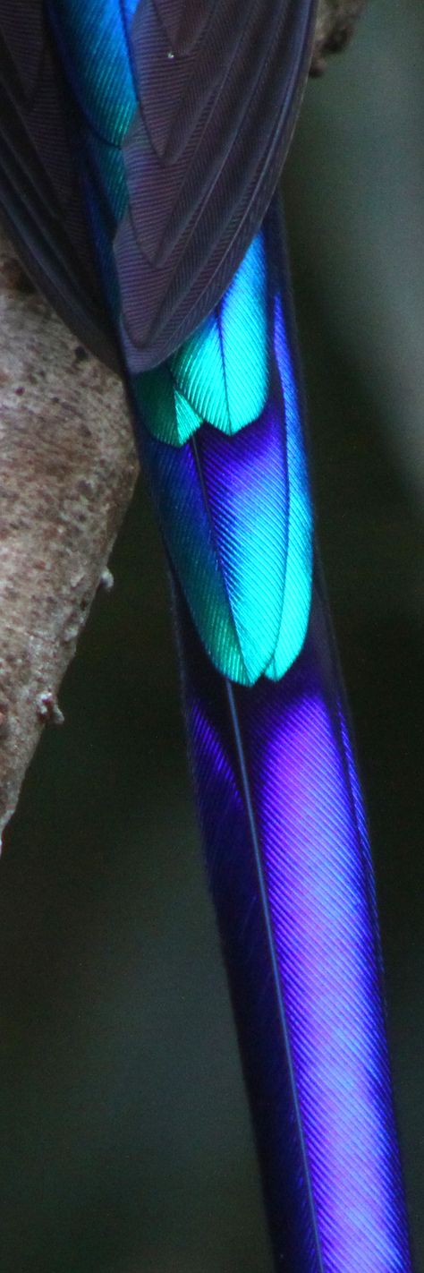 close up detail of a Violet tail Syph Hummingbird Hummingbird Feathers Close Up, Hummingbird Close Up, Hummingbird Feather, Beautiful Feathers, Spiritual Cleansing, Humming Bird, Colour Combination, Hummingbirds, Color Textures