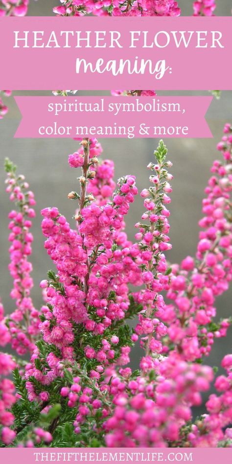 Heather Flower Meaning Heather Flower Meaning, Heather Meaning, Heather Flower, Heather Plant, Flowers Stand, Symbolic Meanings, Flower Meanings, Color Meanings, Spiritual Meaning