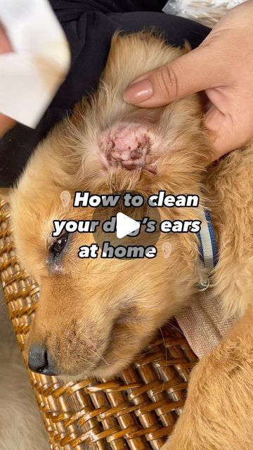 oscar_hachi_tails on Instagram: "📌Don’t use dettol on your dogs’ ears! We have recently learned that it’s not good for them. You can buy ear cleaner solutions at the pet shop and then use a plain cotton pad if you want to wipe their ears.  Don’t put your fingers inside their ears thou.  This is the first time Hanako and Oslo have had their ears cleaned🎊  We use a special dog ear solution to clean the inner parts of the ear that the vet recommends. We’ll post a more detailed version later🤍  #athome #diy #ear #earcleaning #clean #dogsofinstagram #dog #doglover #goldenretriever #goldenretrievers #goldenretrieverpuppy #englishcreamgoldenretriever #englishcream #englishcreampuppy #pup #puppy #puppies" Ear Cleaner For Dogs Homemade, Diy Ear Cleaner For Dogs, How To Clean A Dogs Ears, How To Clean Dogs Ears At Home, Clean Dogs Ears Diy, Dog Ear Cleaning Solution Diy, Diy Dog Ear Cleaner, Stinky Dog Ears, Yeast In Dogs Ears