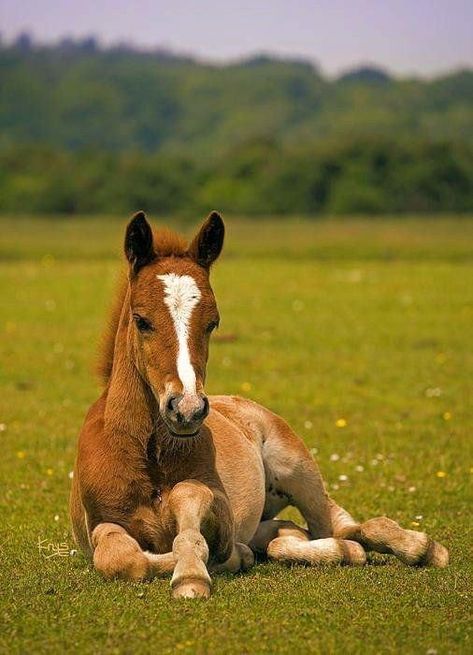 Kittens White, Horses Funny, Cats Humor, Funny Kitties, Kitty Funny, Mini Horses, Animals Adorable, Regnul Animal, Funny Kittens