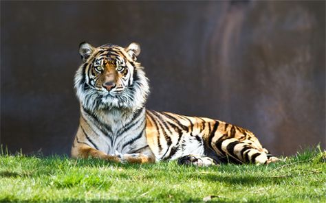 tiger the stare wallpaper Tiger Photography, Jaguar Animal, Tiger Wallpaper, Grass Wallpaper, Box Turtle, Wild Animals Pictures, List Of Animals, Cheetahs, Cover Pics