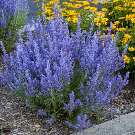 Low Water Russian Sage Oleander Plants, Low Water Plants, Drought Resistant Plants, Drought Tolerant Garden, Drought Tolerant Landscape, Flower Garden Design, Garden Yard Ideas, Drought Tolerant Plants, Low Maintenance Plants